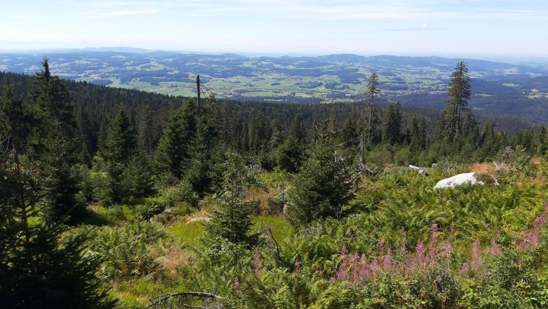 Gaestehaus Am Goldberg Sankt Oswald-Riedlhuette Esterno foto
