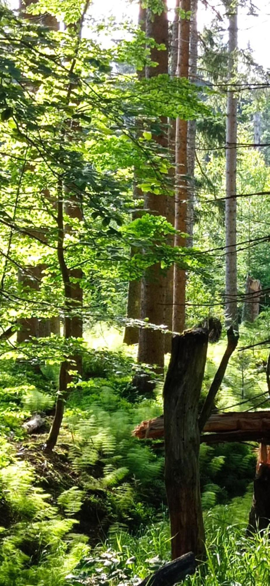 Gaestehaus Am Goldberg Sankt Oswald-Riedlhuette Esterno foto
