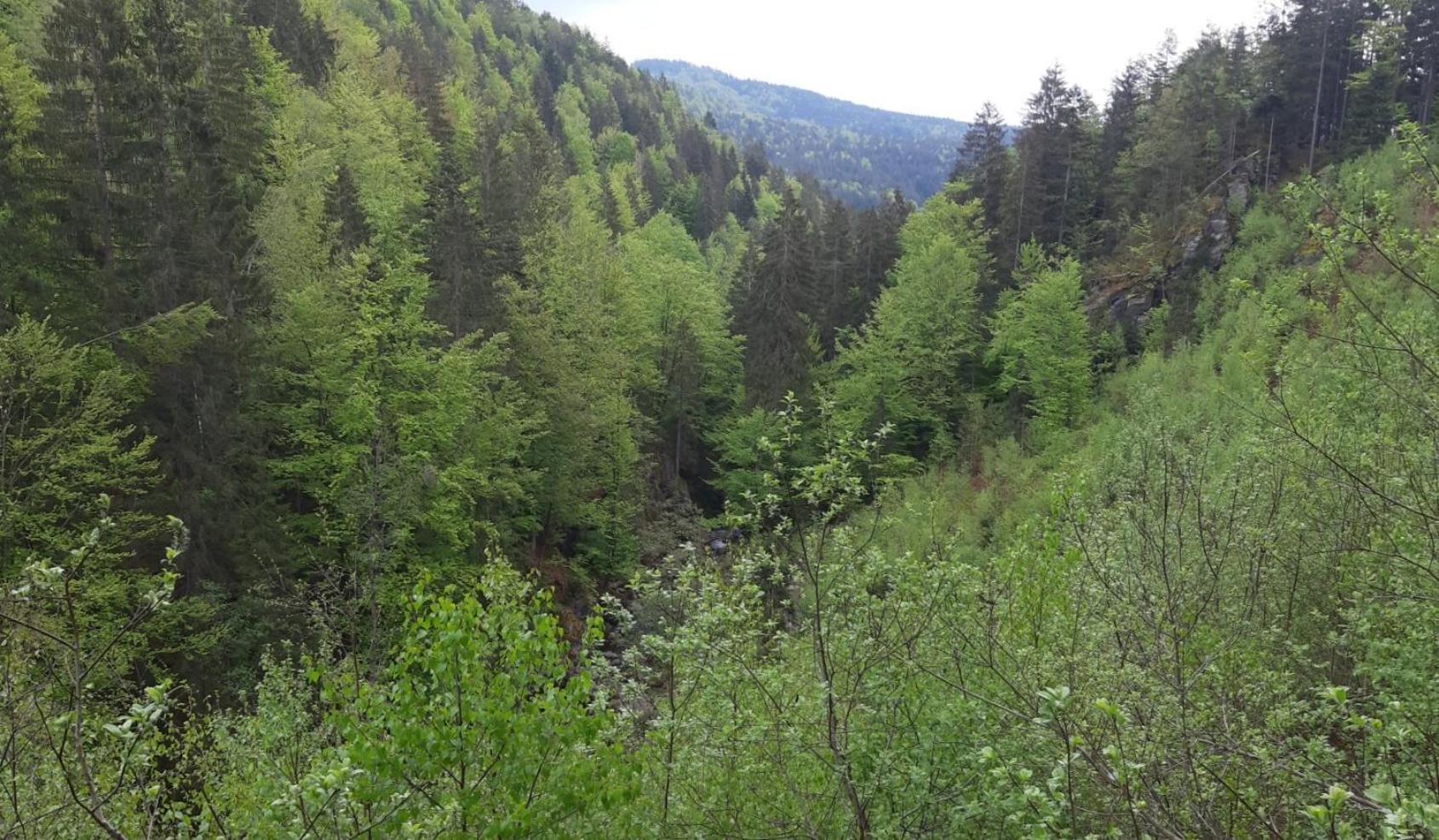 Gaestehaus Am Goldberg Sankt Oswald-Riedlhuette Esterno foto