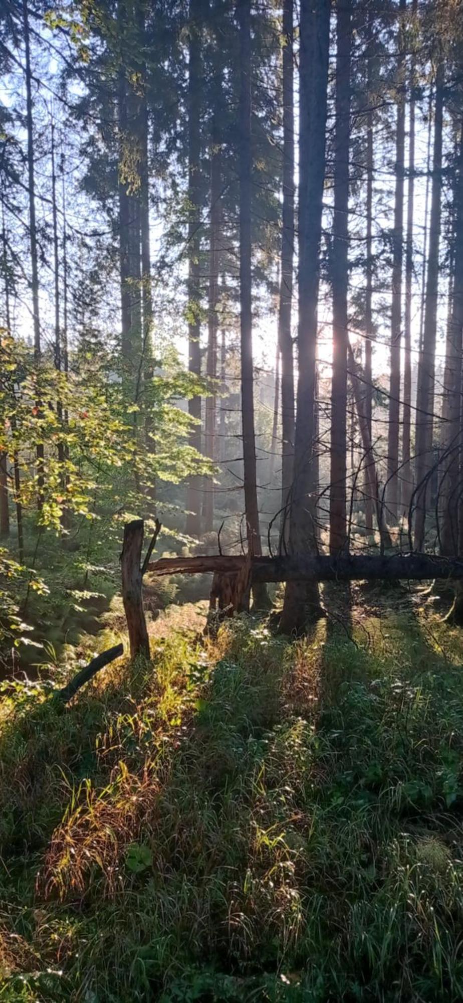 Gaestehaus Am Goldberg Sankt Oswald-Riedlhuette Esterno foto